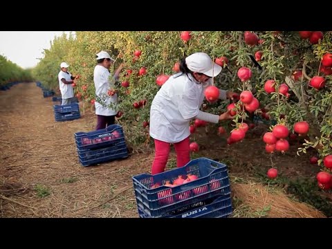 Harvest And Process Hundreds Of Tons Of Pomegranates - Modern Agricultural Technology