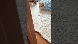 メインクーン様は今日も今日とて #cat #cute #Giipet #ふわふわトンネル猫ベッド