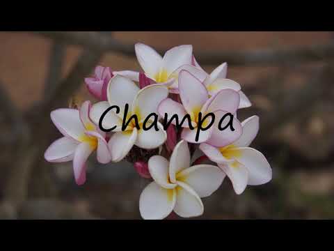 How to Pronounce Champa?