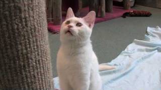 Kitty Eyes are Smiling -  Make it your lucky day.