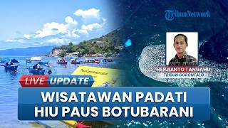 Wisata Hiu Paus Botubarani Diserbu saat Libur Terakhir Lebaran, Padat Turis Lokal & Mancanegara