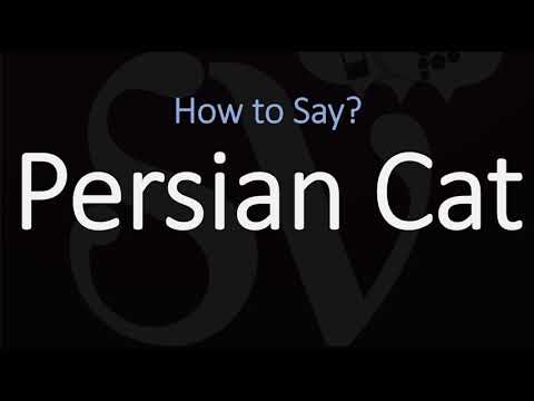 How to Pronounce Persian Cat? (CORRECTLY)