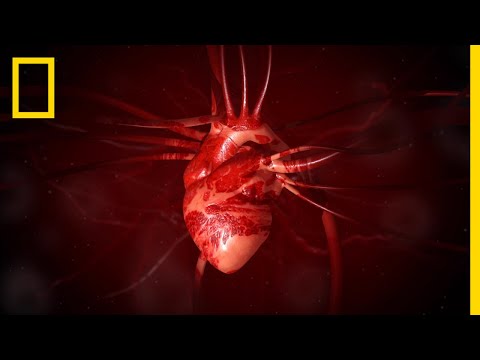 Heart 101 | National Geographic