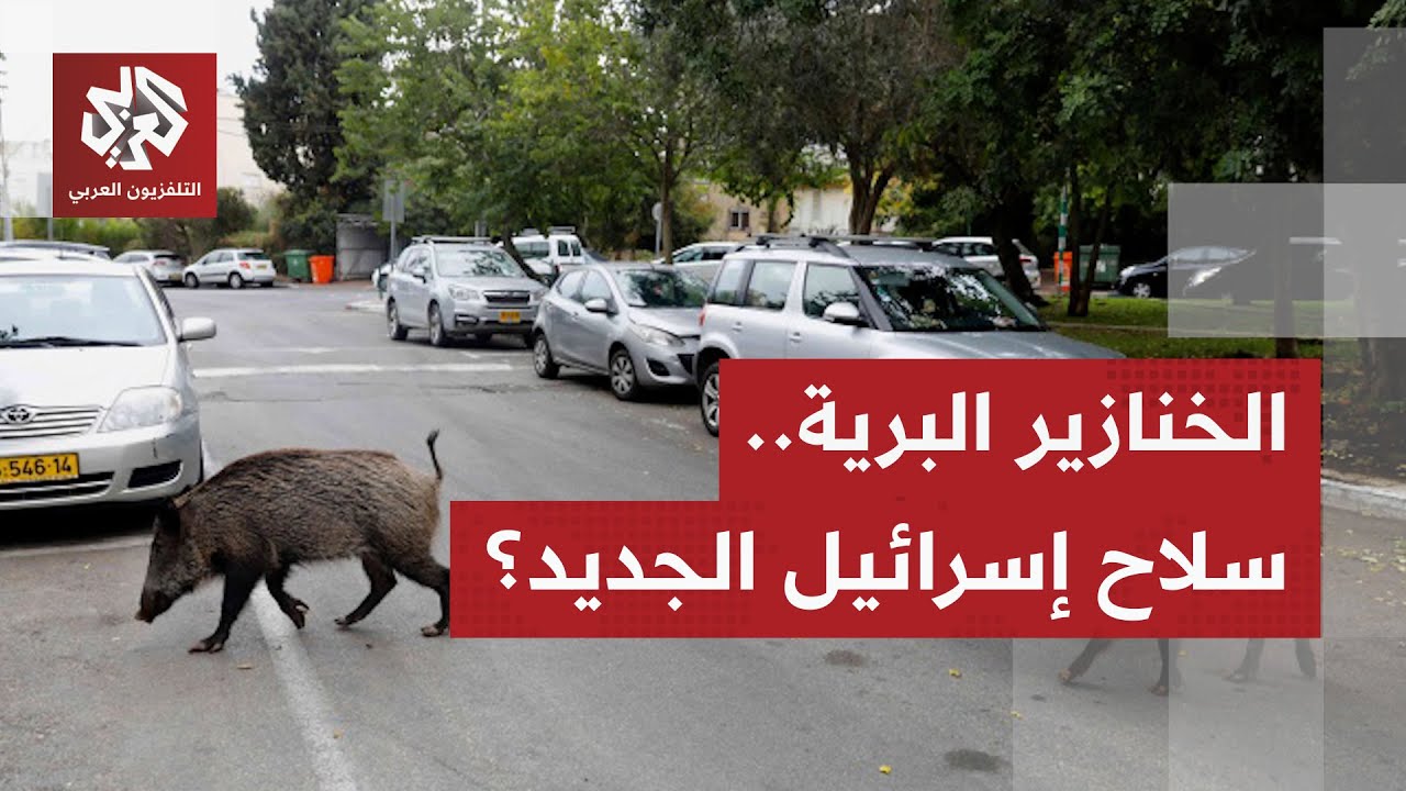في خطوة غريبة.. جيش الاحتلال يطلق الخنازير البرية بين منازل الفلسطينيين في مخ