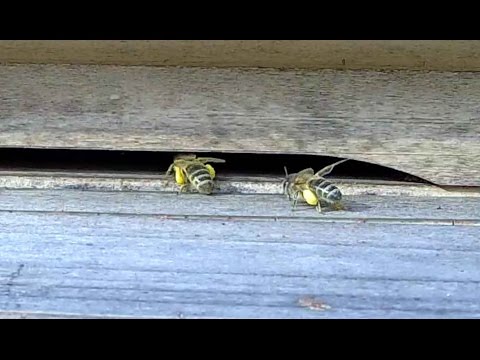 Naše včely - vcely.techplasty.sk