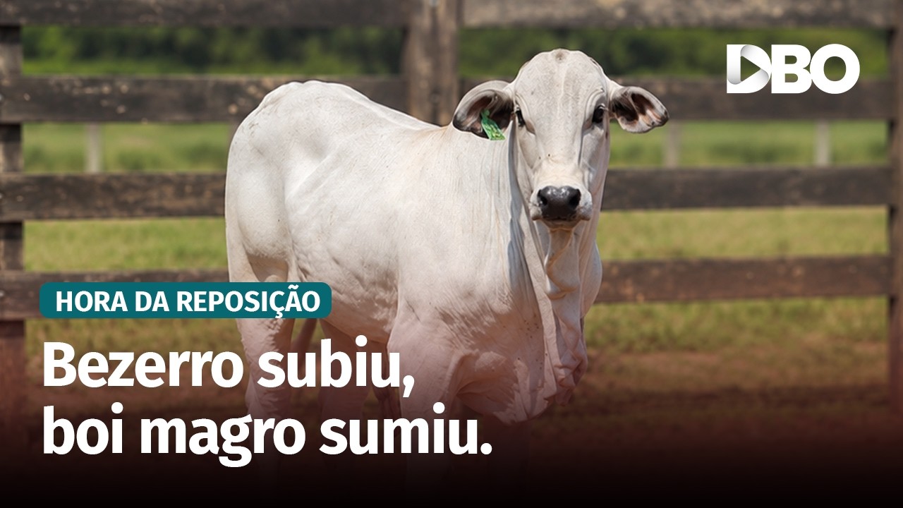Escassez de boi magro eleva preços da reposição no Triângulo Mineiro