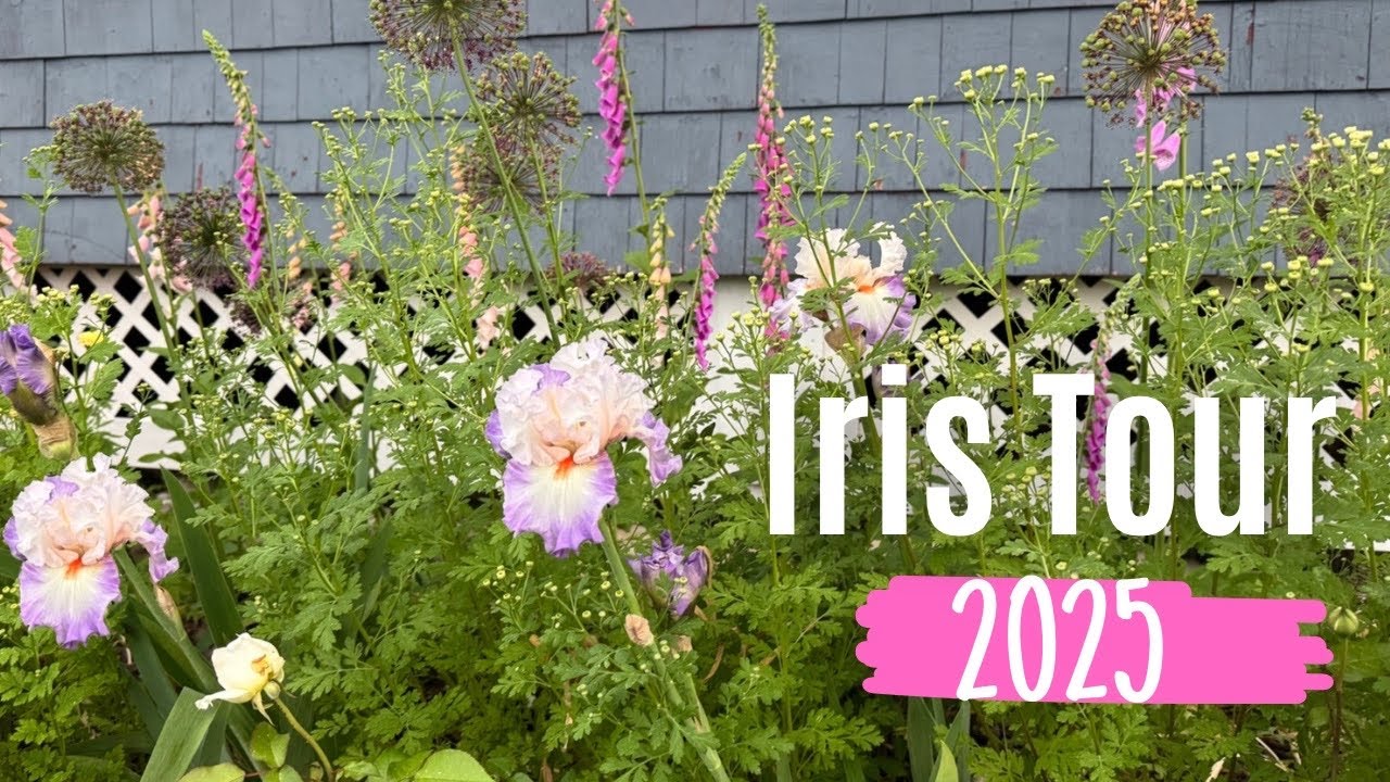2025 Tall Bearded Iris tour 