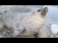 Agu seal slapping belly! Saying Bye-Bye, happy seal!
