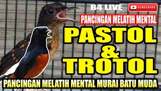 Download lagu PASTOL & TROTOL AGAR TIDAK DOWN  || PANCINGAN MURAI BATU MUDA MELATIH MENTAL AWAL mp3