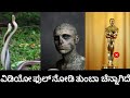Snake Buddha Fact Video