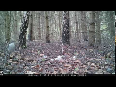 Sperwer 2016/05/03 (01)