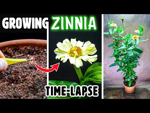 Zinnia Flower Growing From Seed to Blooms (70 Days Time Lapse)