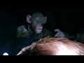 Oh No Monkey Meme