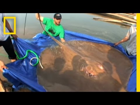 Giant Freshwater Stingray | National Geographic
