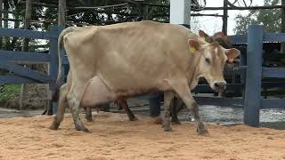 Vídeo 115 - 1ª ETAPA MEGA LIQUIDAÇÃO TOTAL AGROPECUÁRIA MARAJOARA - DIA 4 | GADO GIROLANDO E HOLANDÊS