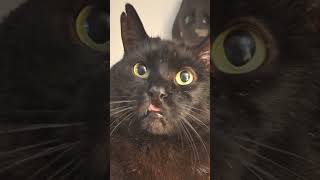 Pictures of Mr man. #subscribe #cat #cutecat #cute #shorts