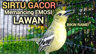 Download lagu SIRTU GACOR PANDAI MEMANCING EMOSI LAWAN - BIKIN SIRTU GACOR RAME mp3 Download lagu SIRTU GACOR PANDAI MEMANCING EMOSI LAWAN - BIKIN SIRTU GACOR RAME mp3