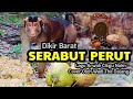 Dikir Serabut Perut Cover Wadi Tok Dalang