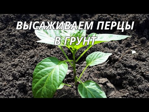 Огородный влог.Высадили перец болгарский.