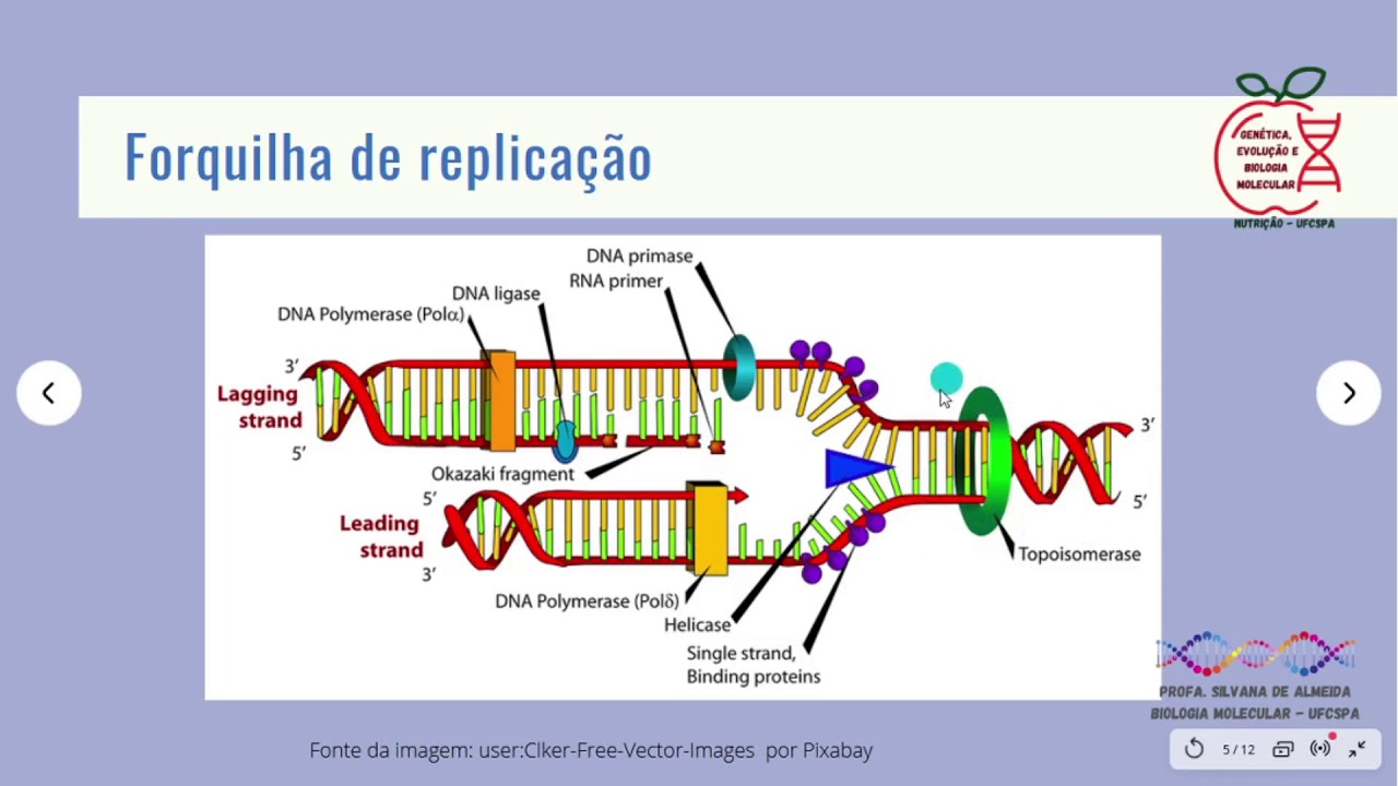 Aula de replicação do DNA