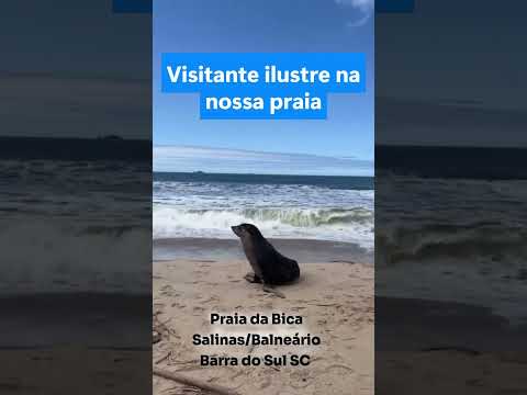 VISITANTE ILUSTRE APARECE NA PRAIA DE BALNEÁRIO BARRA DO SUL!😱🌊
