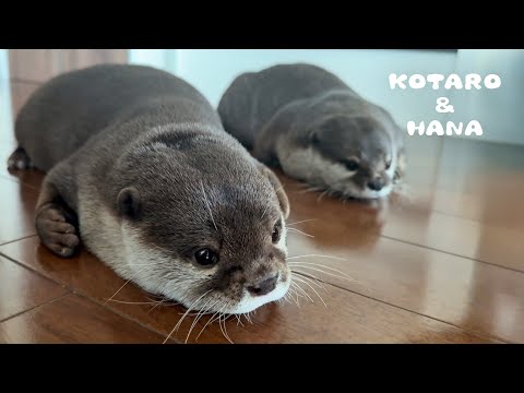 なぜかやめられないカワウソ達の変わった習慣　 Our Otters are Into Some Odd Stuff