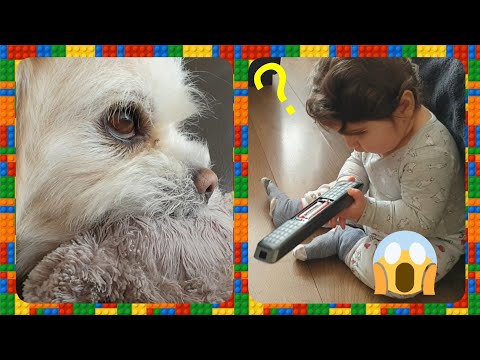 Cristabel and Riky, She still discover things, dog with baby playing, and annoys the dog