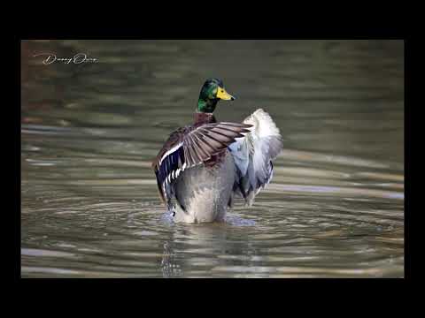 Everything I do.... with the swans and Ducks.