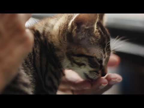 How Do You Fill Your Pet's Bowl? | Instinct Raw Pet...