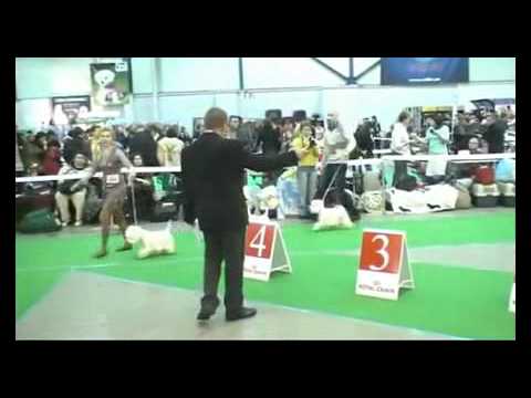 DogShow Kiev 11.12.2010 - BOB