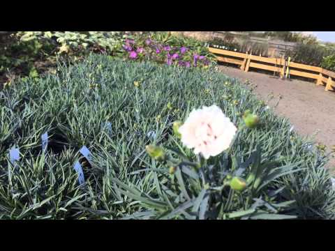 download lagu mp3 mp4 Dianthus Coconut Surprise, download lagu Dianthus Coconut Surprise gratis, unduh video klip Dianthus Coconut Surprise