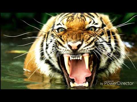 Rapu Korona freestyle 5