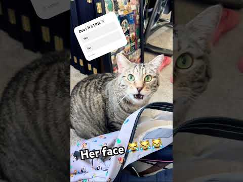 Why Cats Have a Super Sense of Smell