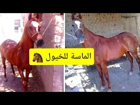 , title : '🐴🐎 horse lover مهره انجليزي اخر جمال ورسم فيها رهوان ومد ولعب بسعر مناسب'