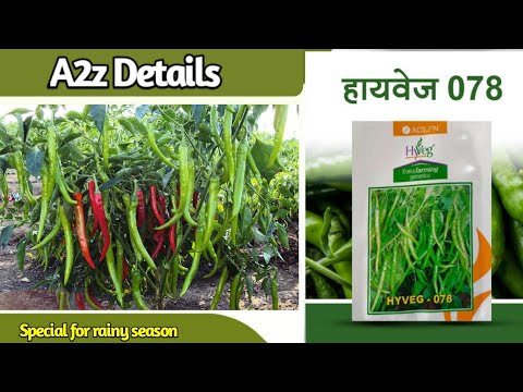 078 acsen hyveg hybrid chilly seeds, for agriculture, packag...