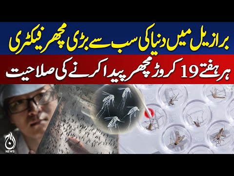 Brazil Mosquito Factory | Dengue Fighting Mosquitoes | Wolbachia Project - Aaj Digital 2025