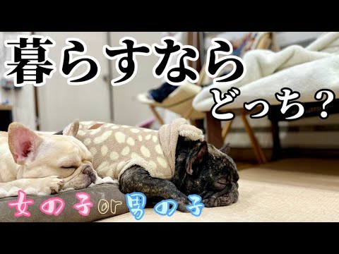 フレンチブルドッグのオスとメスの違い