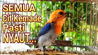 Download lagu Suara Cit Kemade Pikat Gacor--Pancingan Kemade Bahan Semua Pasti NYAUT mp3 Download lagu Suara Cit Kemade Pikat Gacor--Pancingan Kemade Bahan Semua Pasti NYAUT mp3