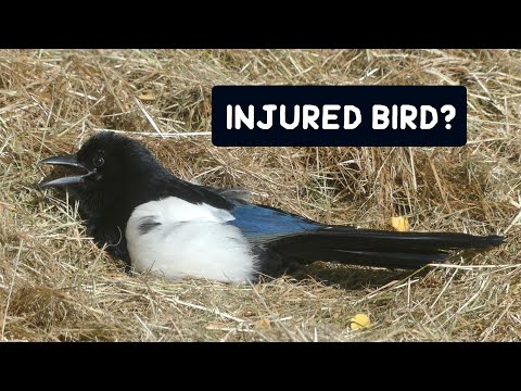 Injured bird or something else going on?