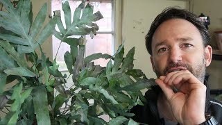 Blue Star Fern Rescue and Repot - This was the Problem! ~ Phlebodium Aureum
