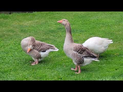 So erkennen Sie den Unterschied zwischen männlichen und weiblichen Gänsen