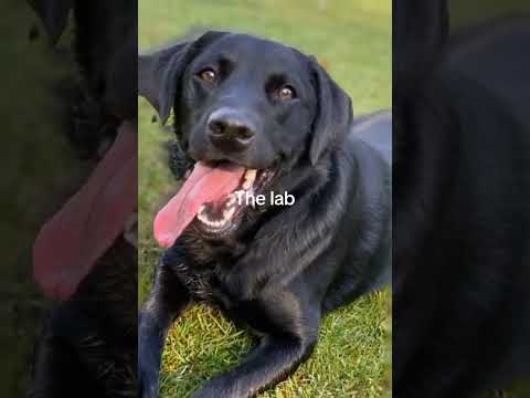 Top 3 best dog breeds #dogs￼