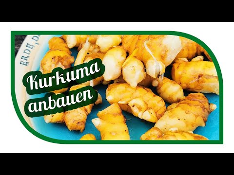 Growing turmeric in pots or tubs