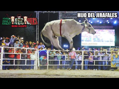 Flying Bull, son of Jirafales 20 BULLS FROM THE LOS DESTRUCTORES RANCH IN IGUALA GUERRERO 2023 |J...