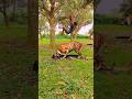 #tiger #trendingshorts #tigee #animals #bigcat #tigerlion #funny #wildanimal