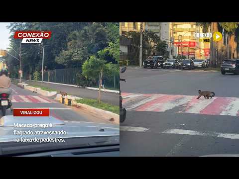 Vídeo: Macaco-prego é flagrado atravessando na faixa de pedestres.
