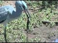 Grey Heron Gets Baby Crocodile At Pete S Pond 3 6 2013