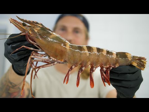 The Biggest Shrimp I've Ever Seen