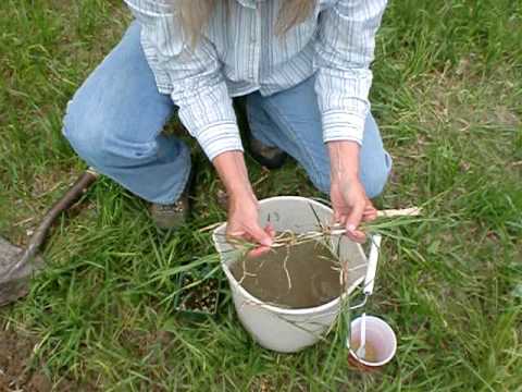 Susan demonstrates propagation of 'Spirit' sweetgrass