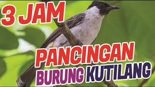 Download lagu AMPUH ! 3 Jam Pancingan Suara Burung Kutilang mp3